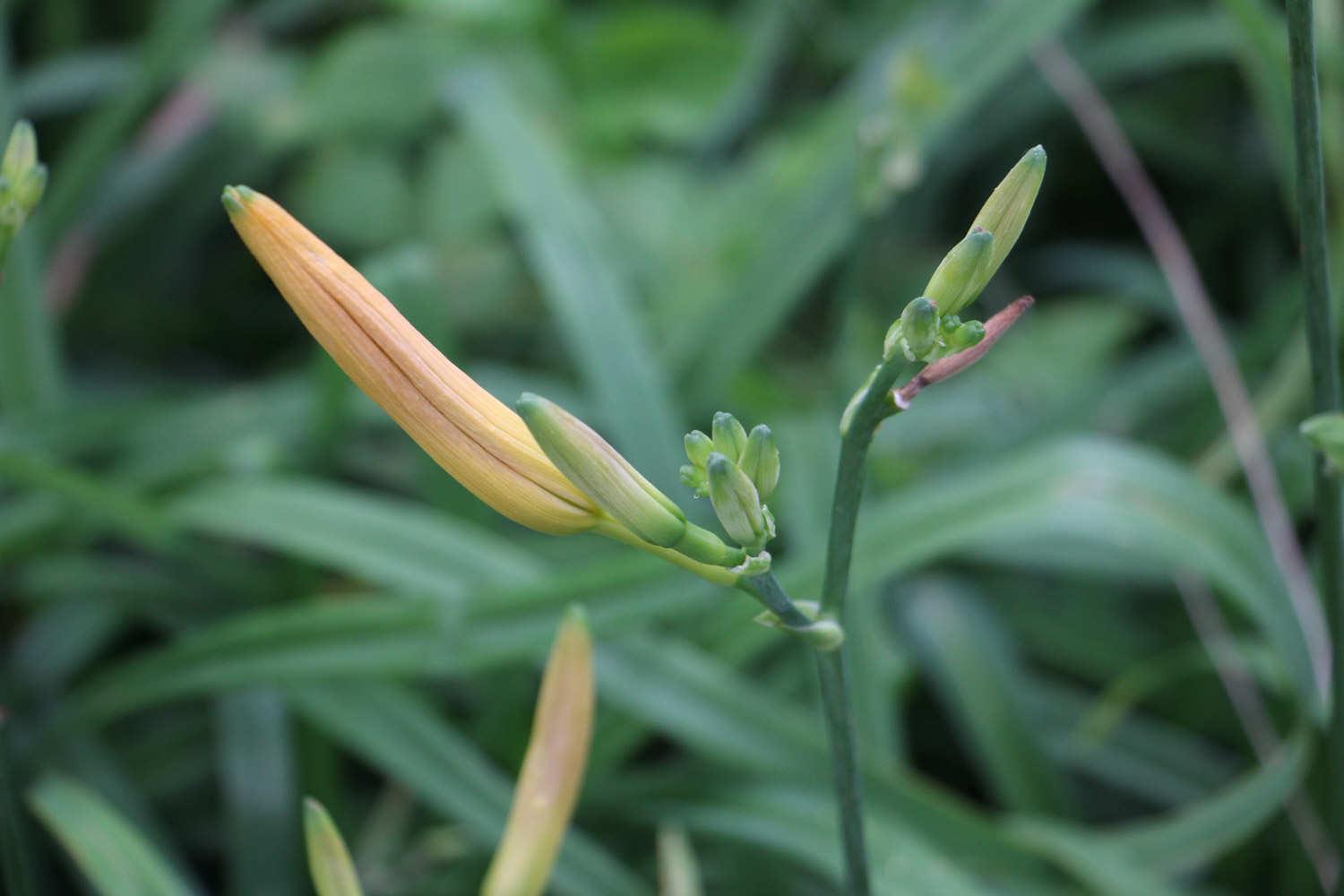 Hemerocallis fulva