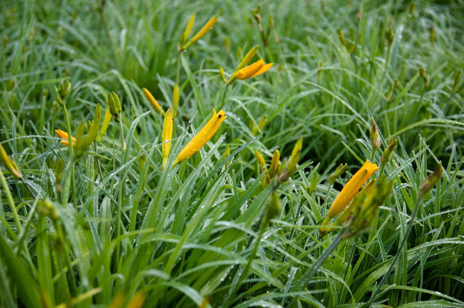 Hemerocallis