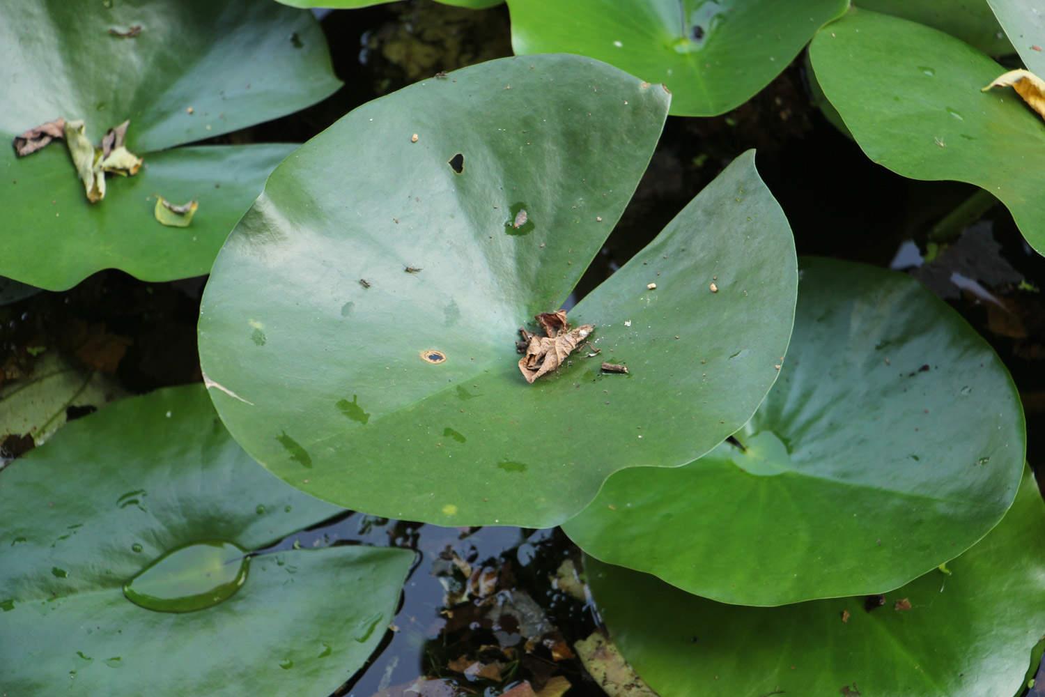 Water Lily