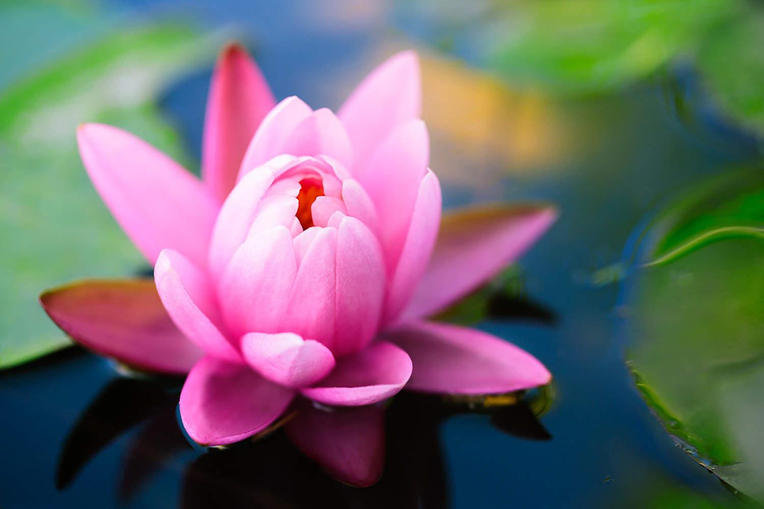 Water Lily