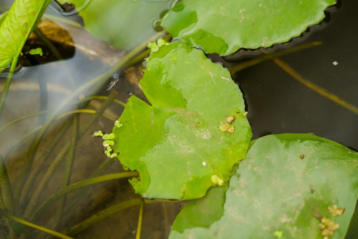 Water Lily