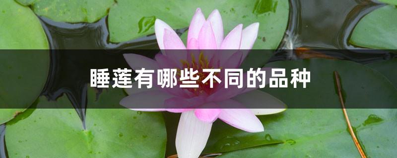 What are the different varieties of water lilies