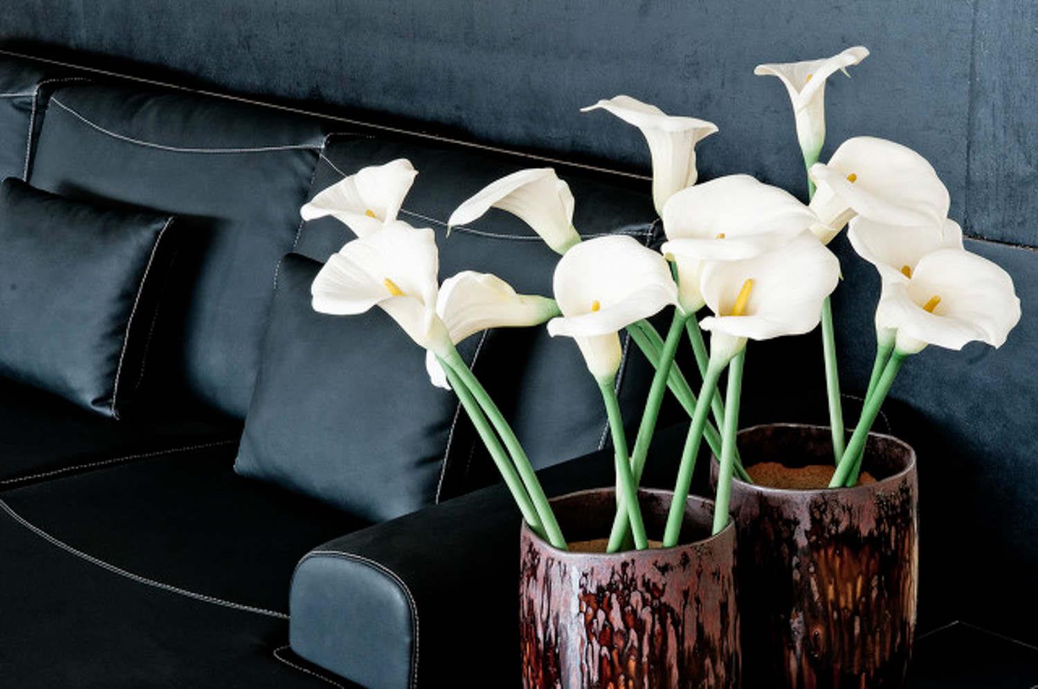 calla lily