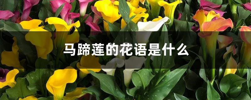 What is the flower language of calla lily