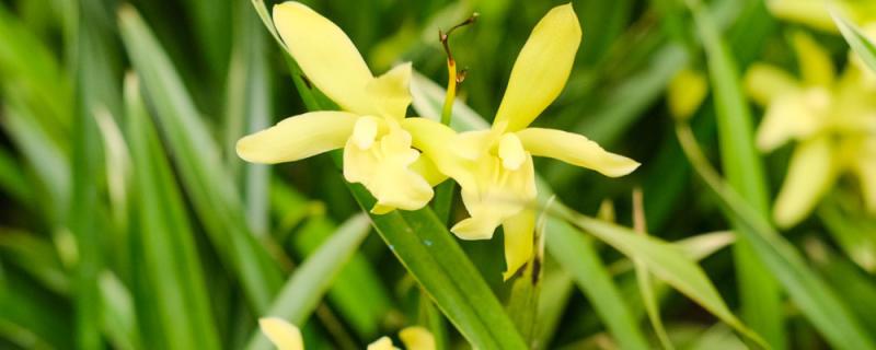 What is the best fertilizer for orchids