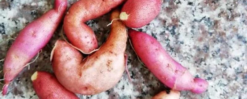 When is the best time to plant sweet potatoes