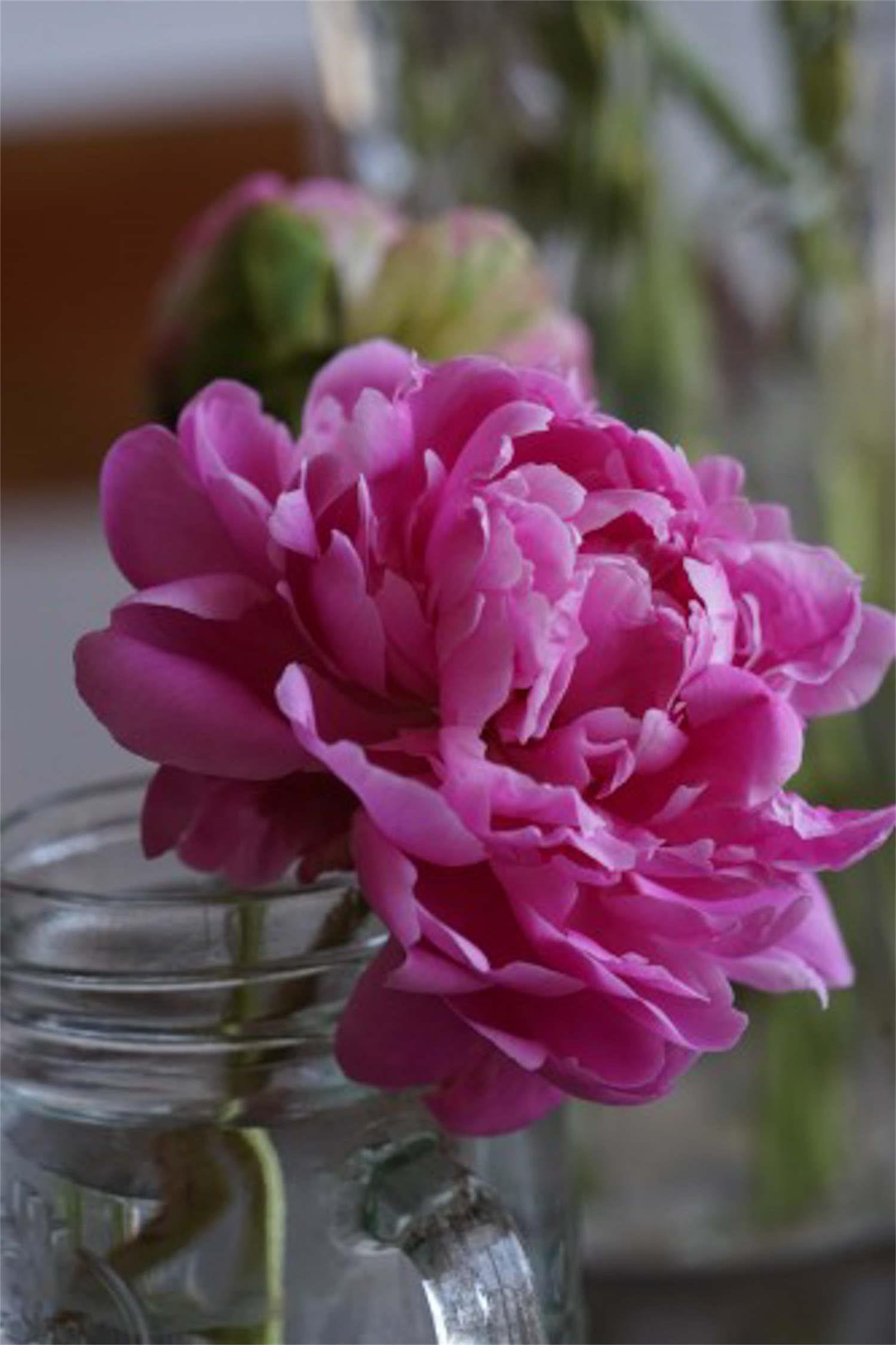 Peony