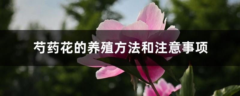 Peony flower cultivation methods and precautions