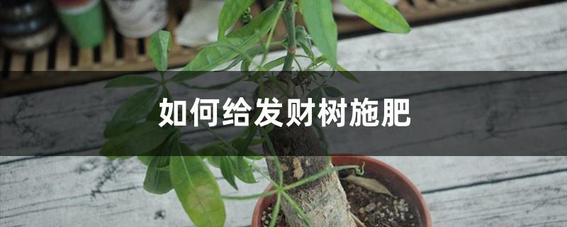 How to fertilize a money tree, what fertilizer is good