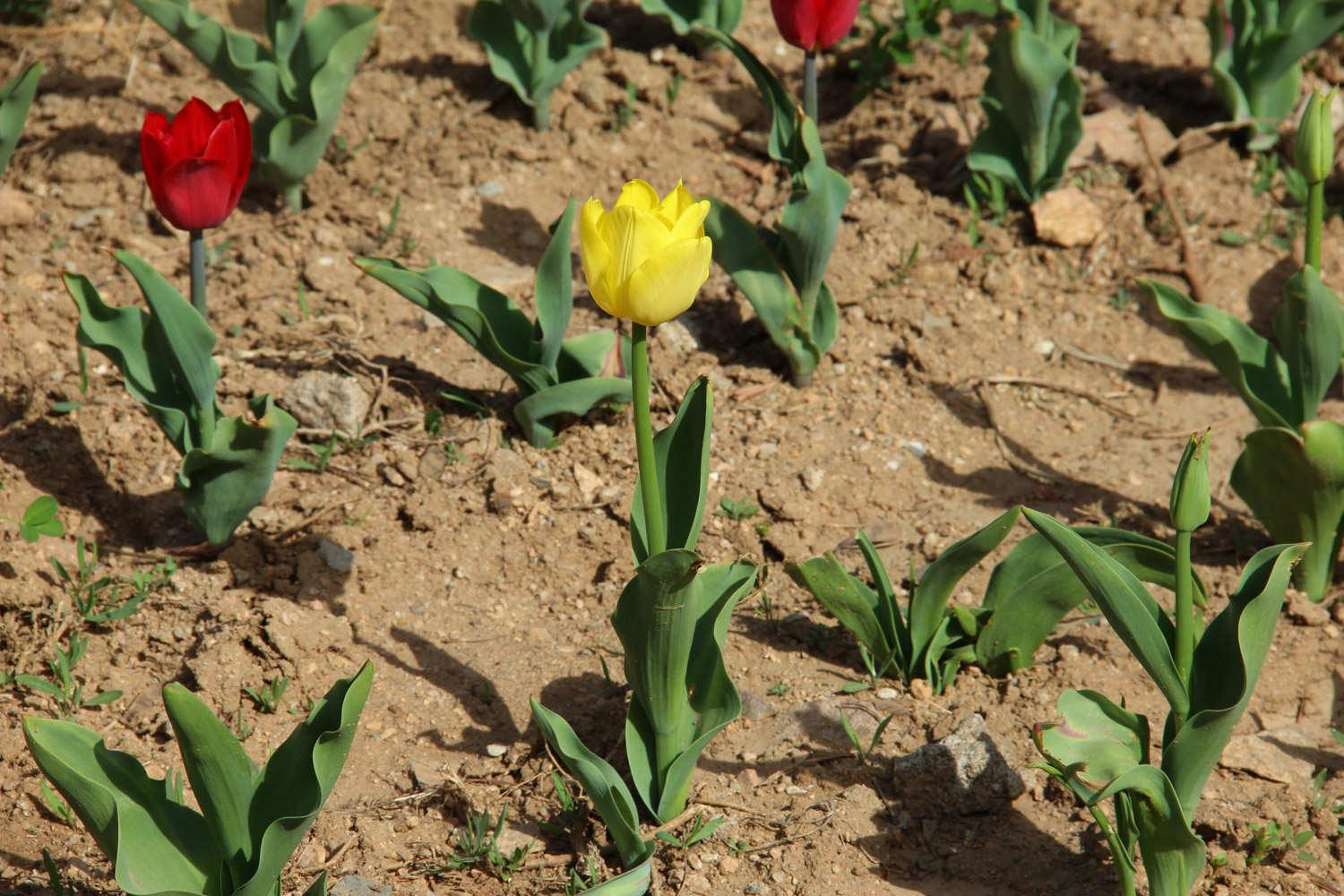 Tulip