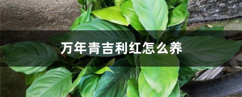 How to grow Dieffenbachia Geely Red, will it bloom?