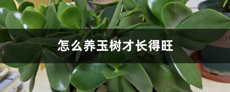 How to raise a jade tree so that it grows prosperously, and what to do if it grows too much