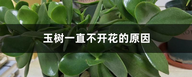 The reason why Yushu never blooms, how to promote flowering