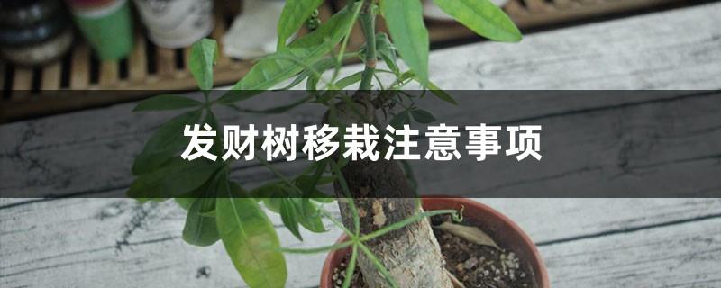 Things to note when transplanting a money tree, how to water after transplanting