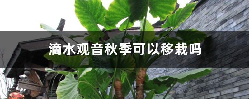 Can dripping Guanyin be transplanted in autumn? The leaves will turn yellow after transplanting