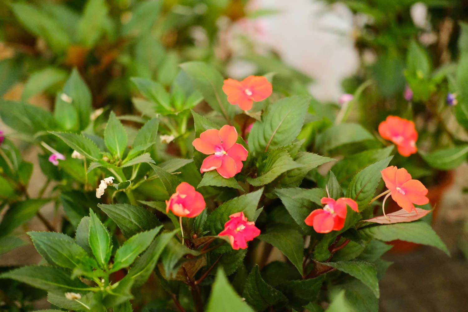 Impatiens