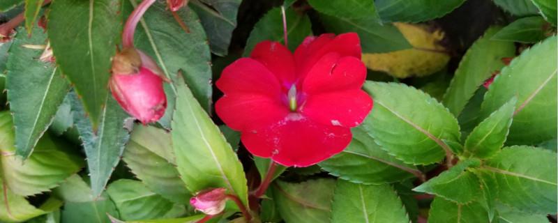 How to spread the seeds of Impatiens and how to plant them