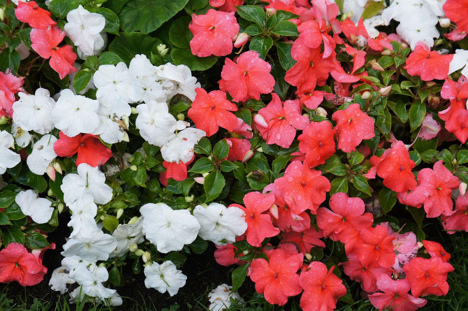 Impatiens