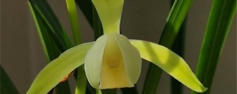 When is the best time to divide orchids and how to divide them