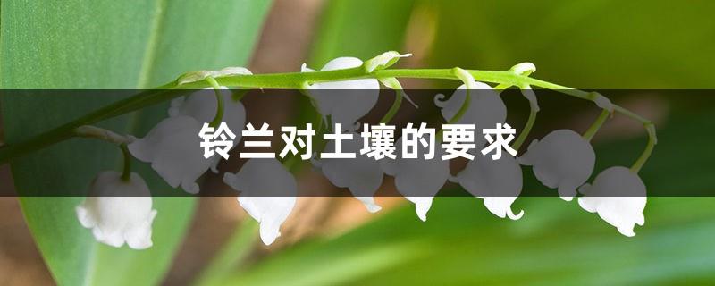 What are the soil requirements of lily of the valley and what are other maintenance factors