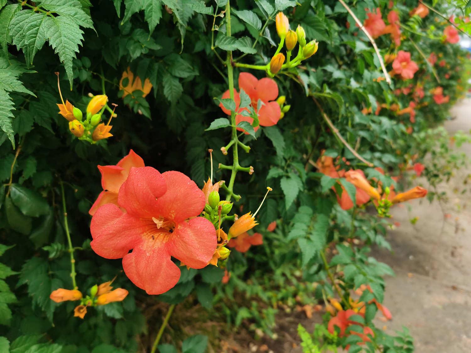 Lingxiao Flower