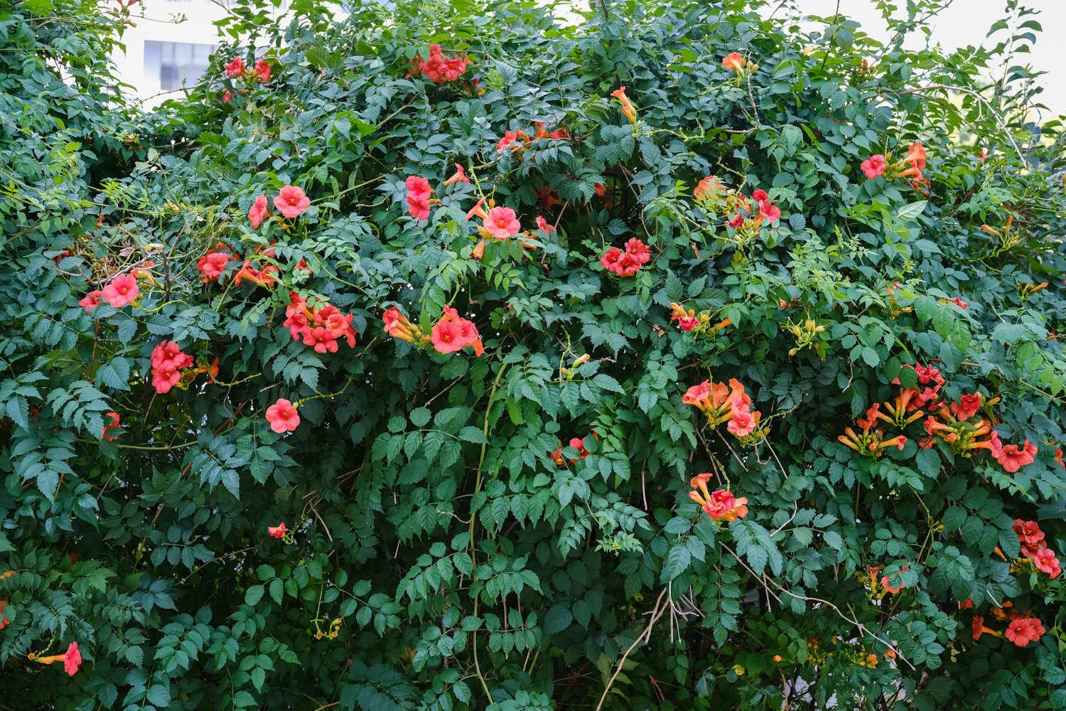 Lingxiao flower