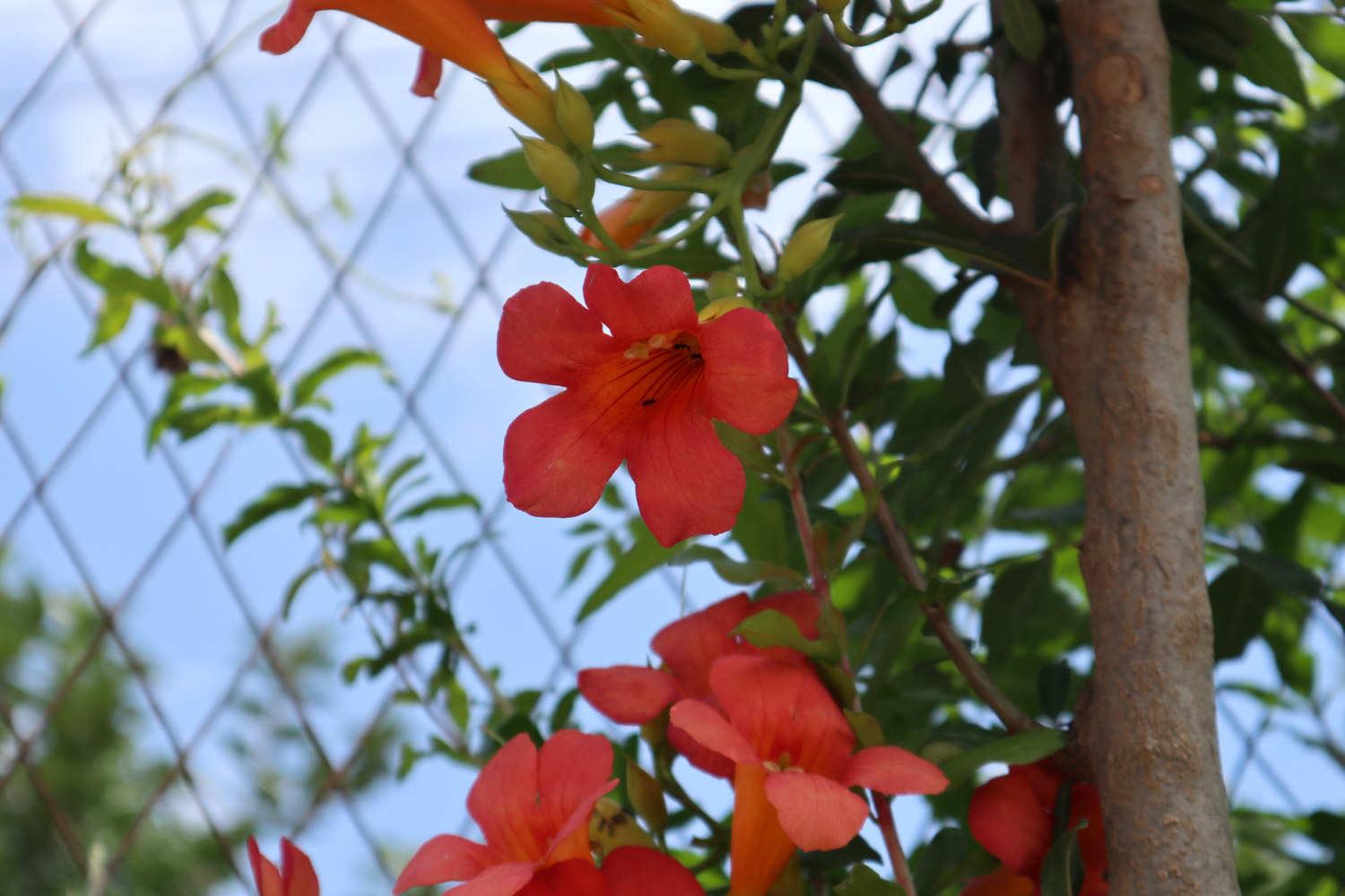 Lingxiao Flower