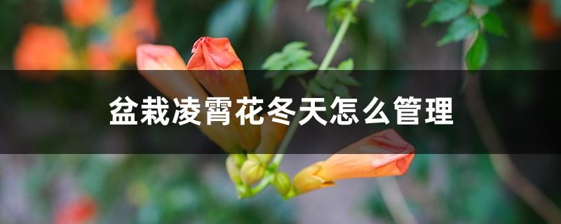 How to manage potted Lingxiao flowers in winter, the minimum temperature in winter