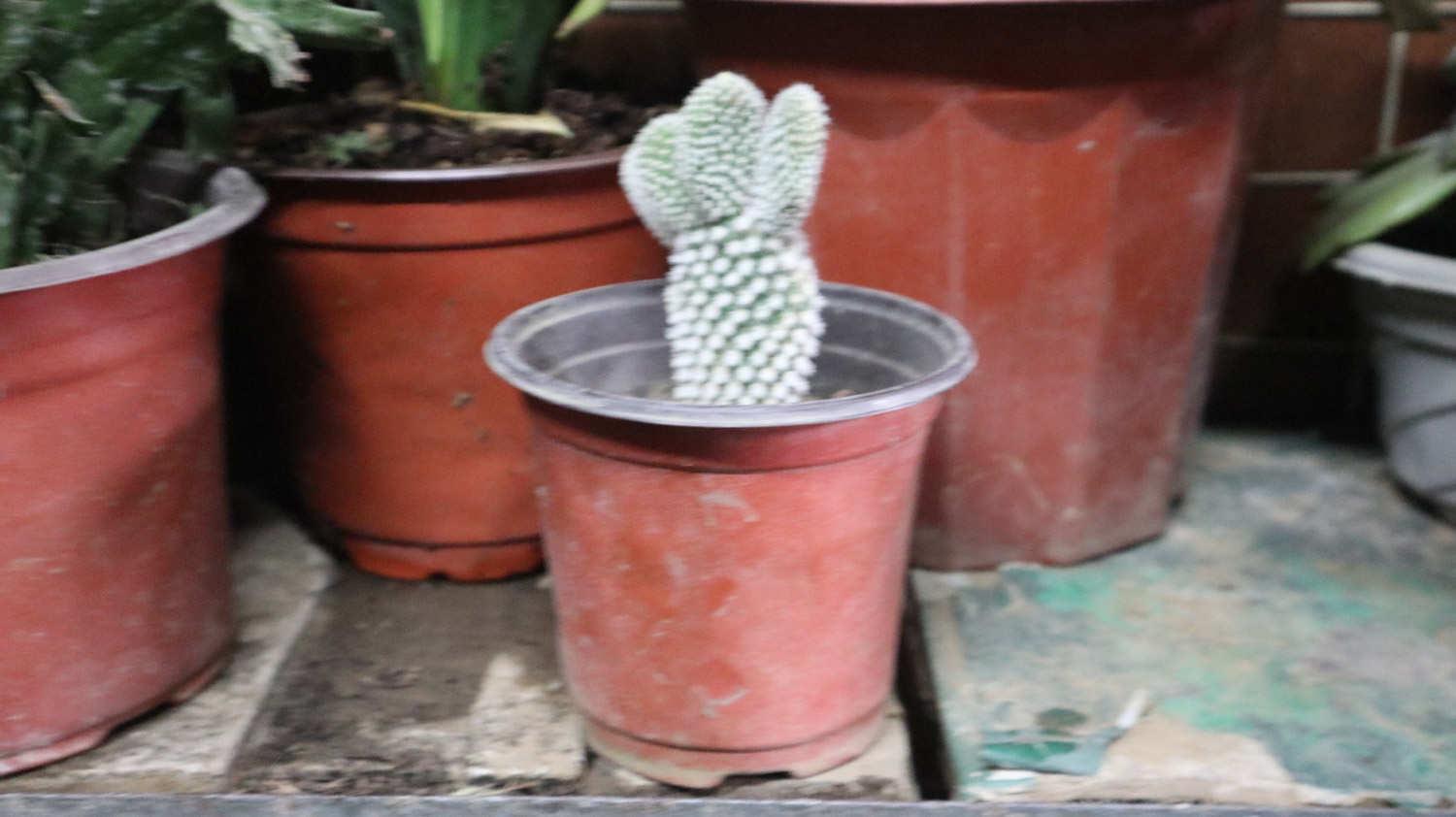 Cactus