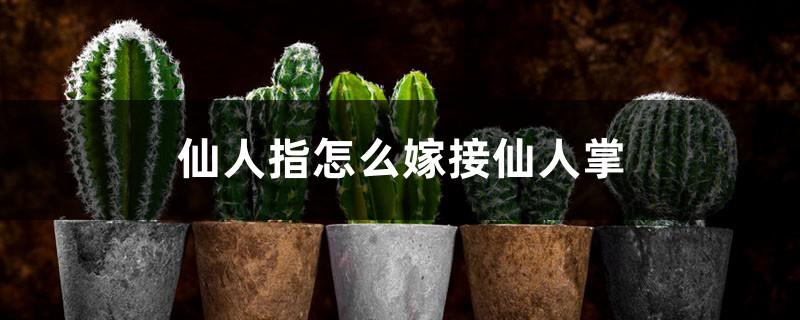 How to graft cactus with cactus fingers, which variety of cactus is good