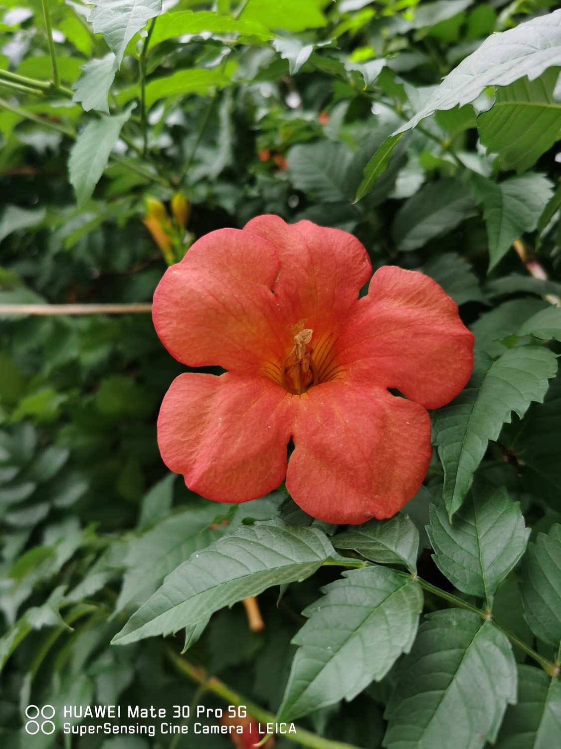 Lingxiao Flower