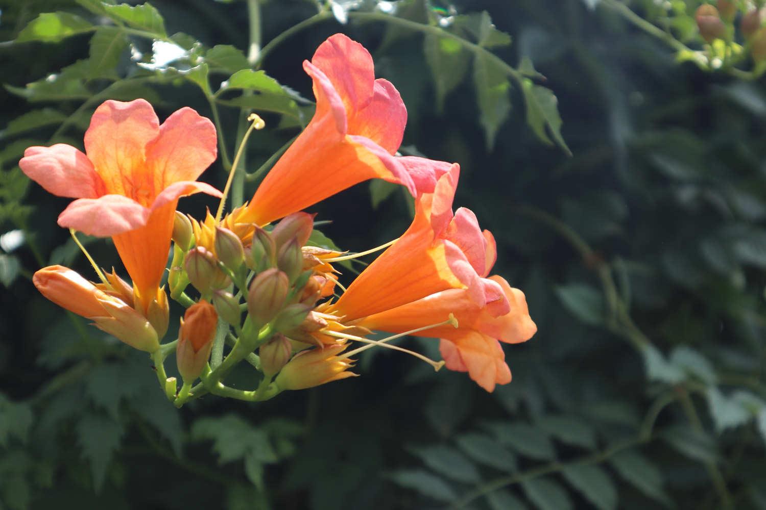 Lingxiao Flower