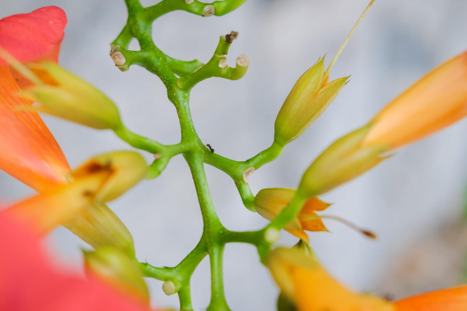 Lingxiao flower