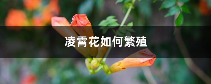 How to propagate and transplant Lingxiao flowers