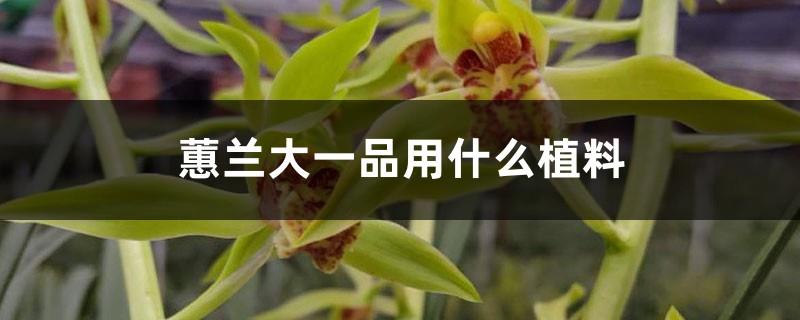 What planting material is used for Cymbidium Dayipin? Is it easy to bloom and easy to grow?