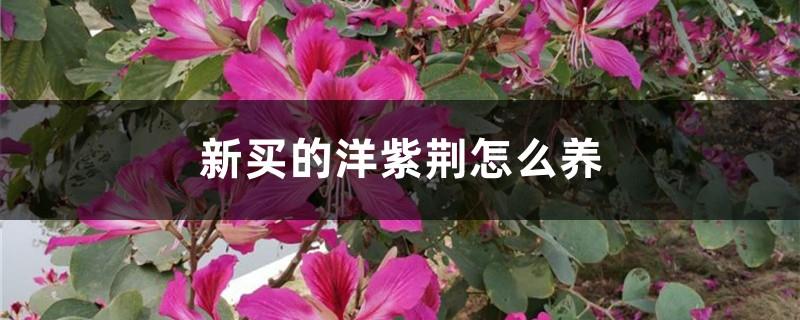 How to care for the newly purchased Bauhinia bauhinia