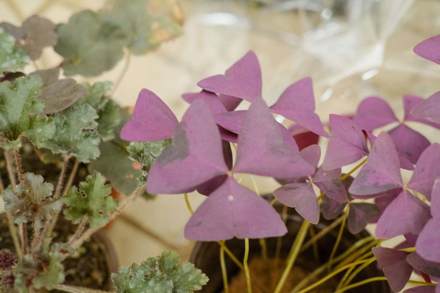 Purple leaf wood sorrel