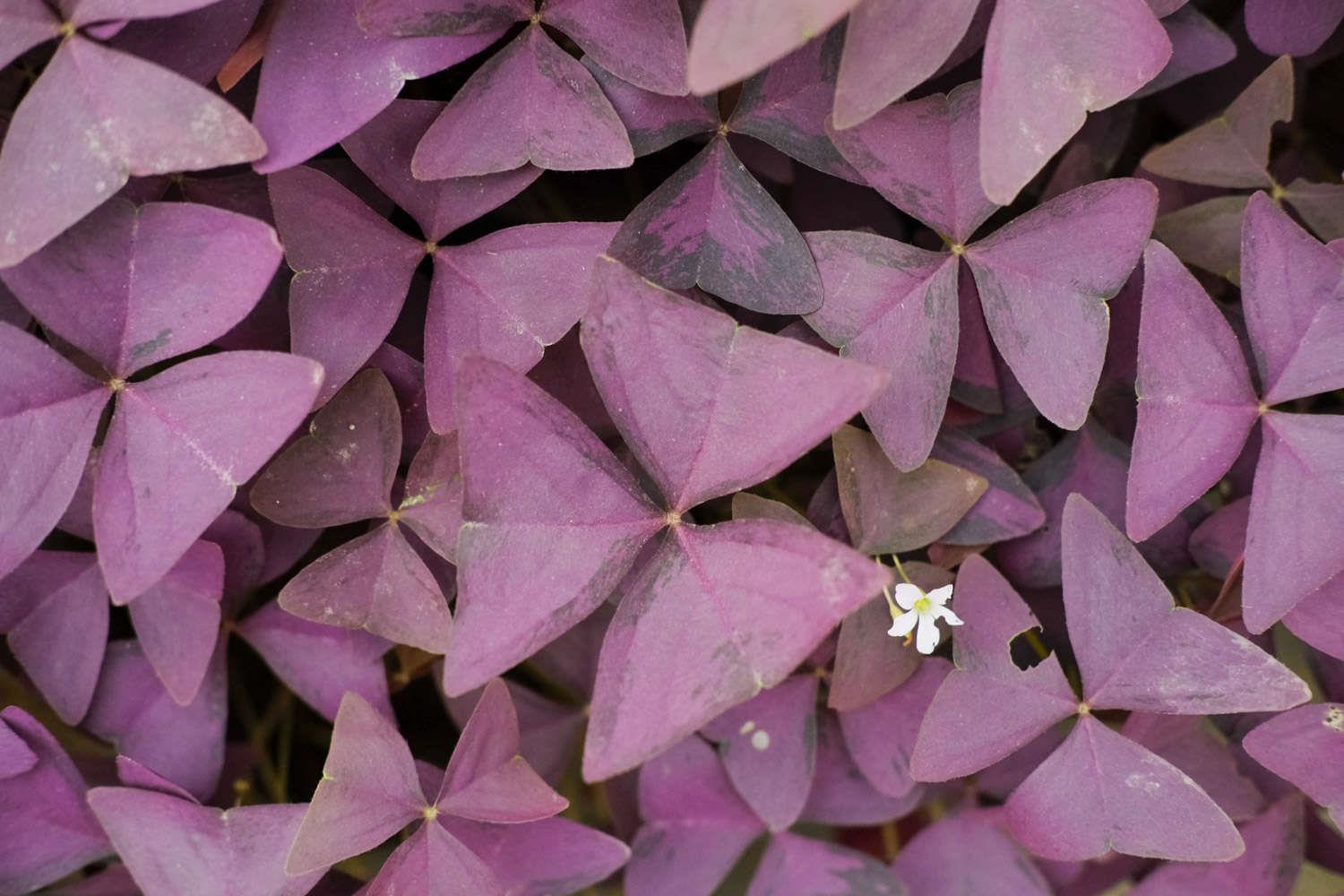 Purple leaf wood sorrel