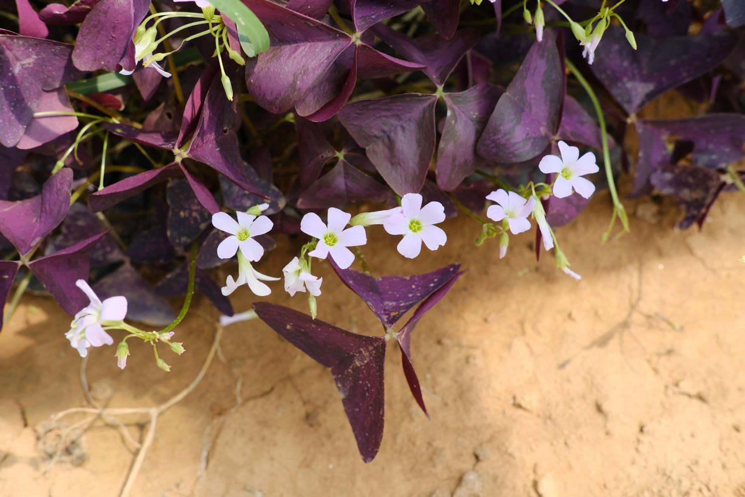 Purple leaf wood sorrel