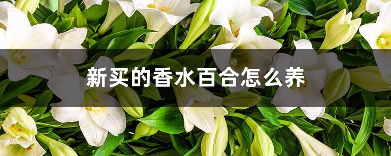 How to care for the newly purchased perfume lily