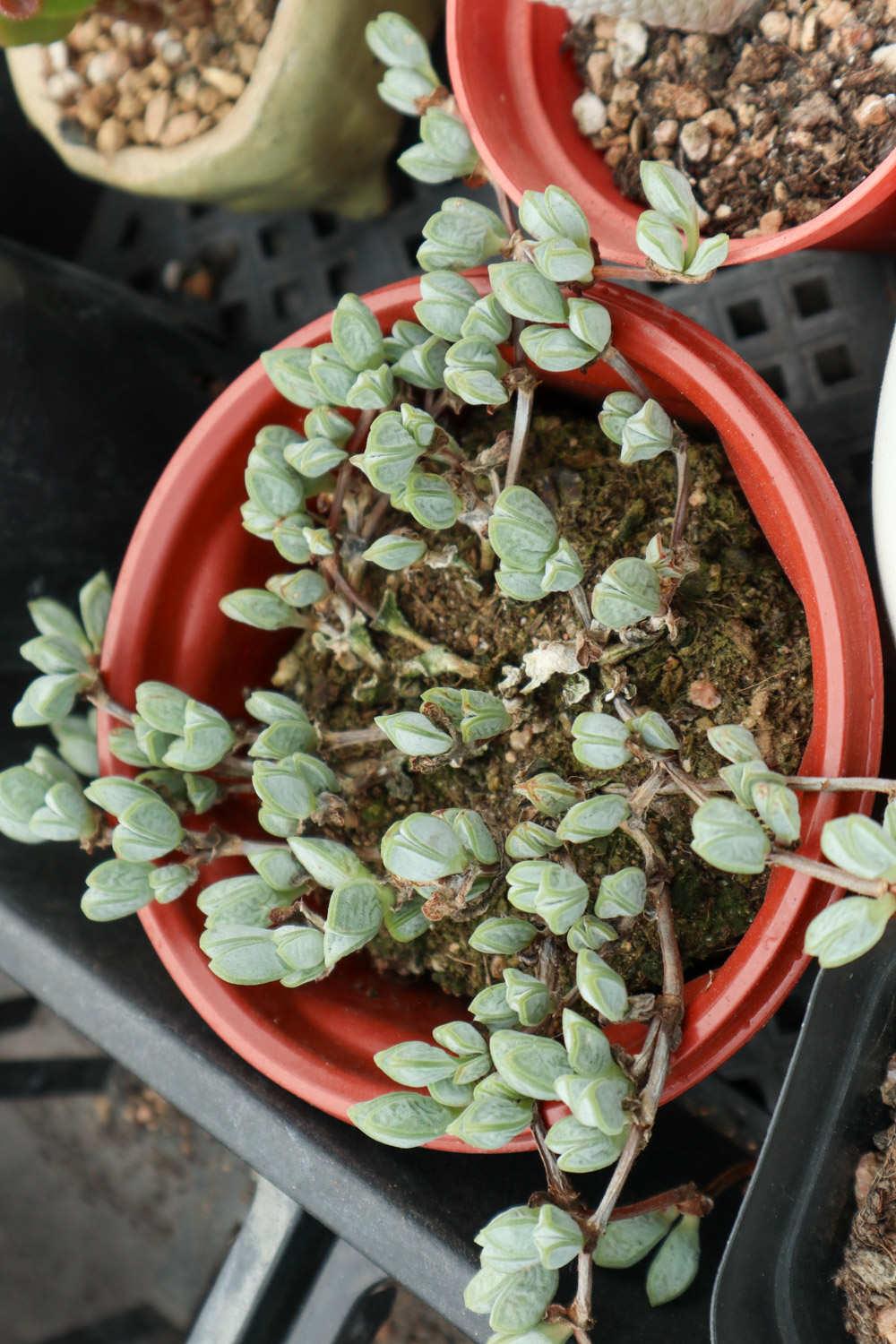 Staghorn Begonia