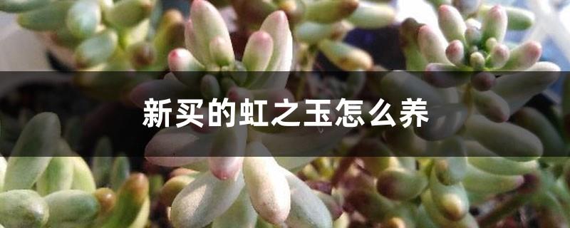 How to care for the newly purchased Rainbow Jade