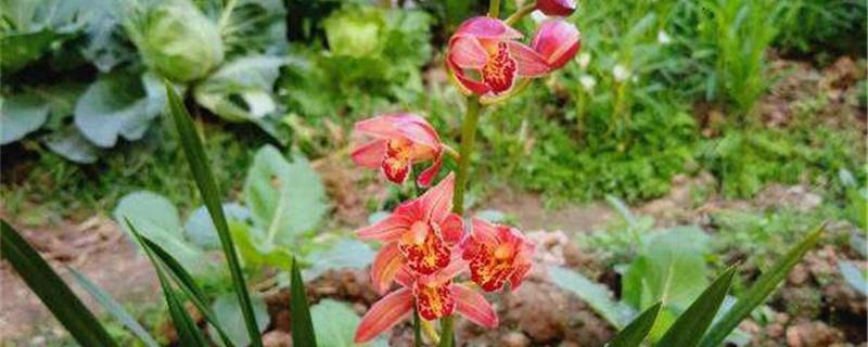 How to grow a newly bought Cymbidium