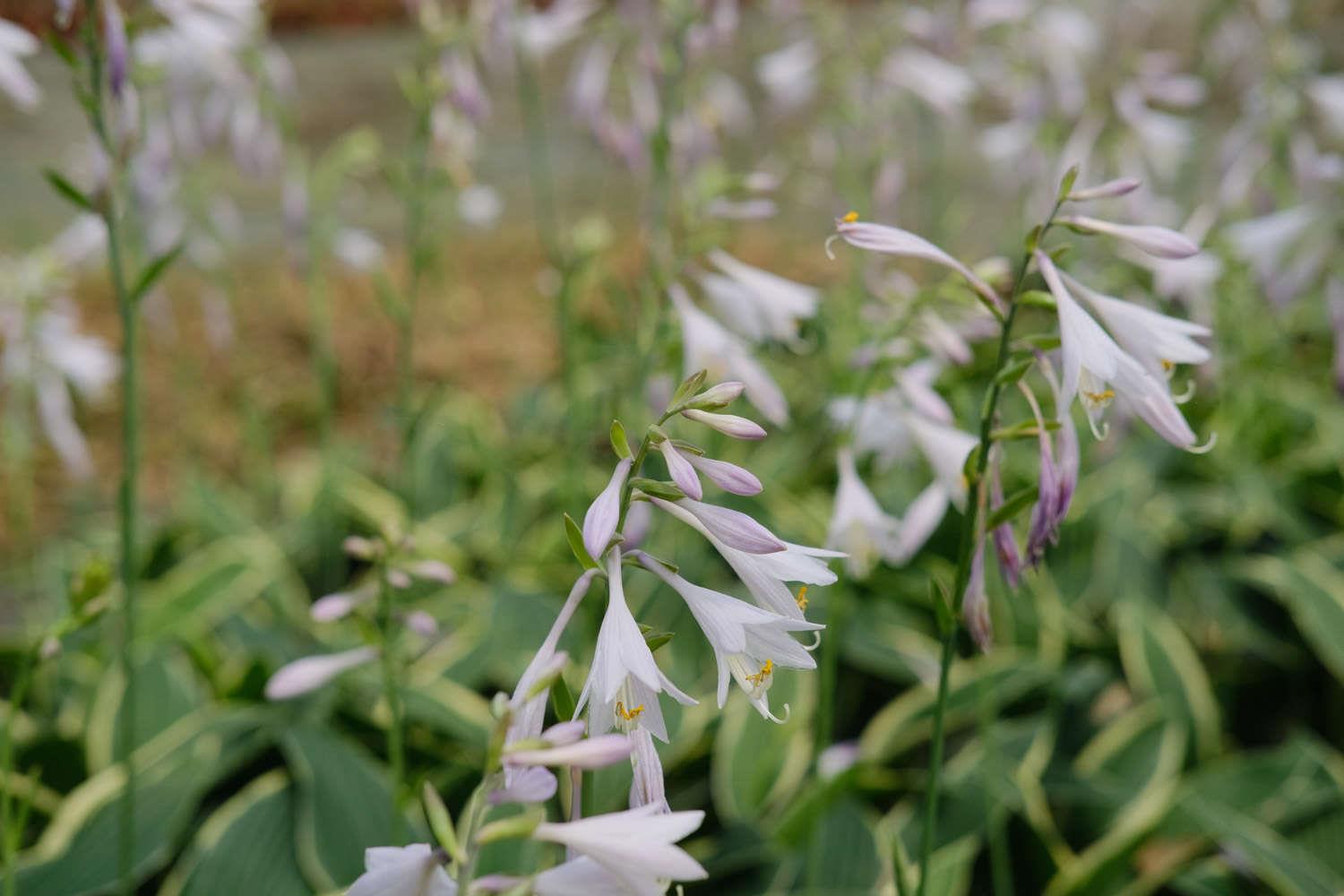 Jade Hosta