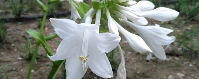 How to care for newly purchased hostas