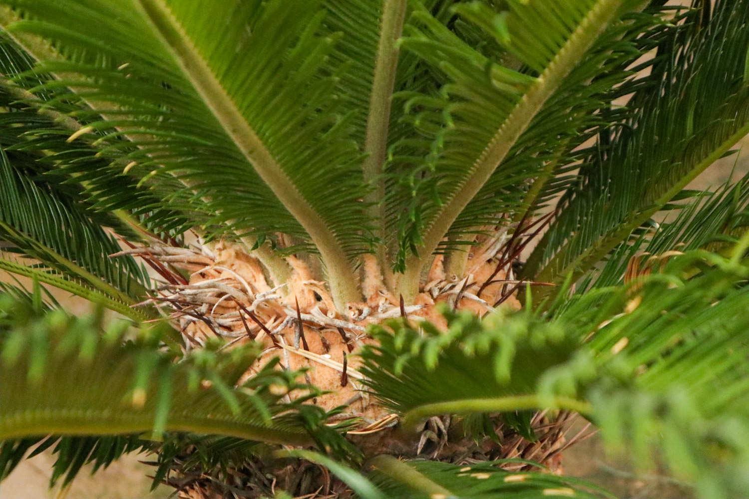 Cycad