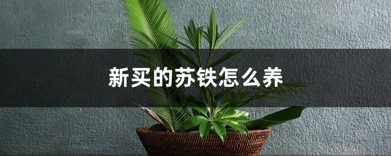 How to care for a newly purchased cycad