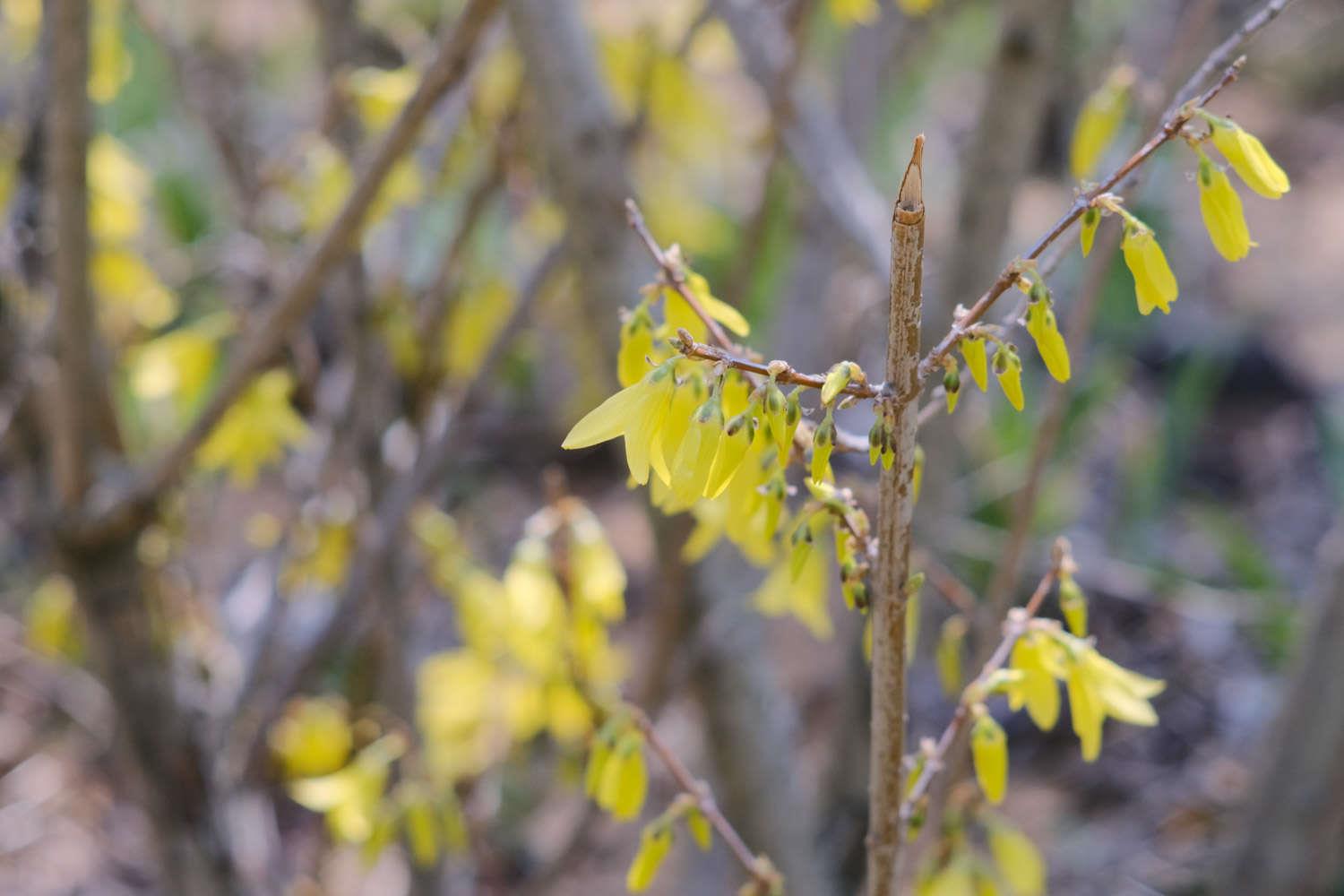 Forsythia