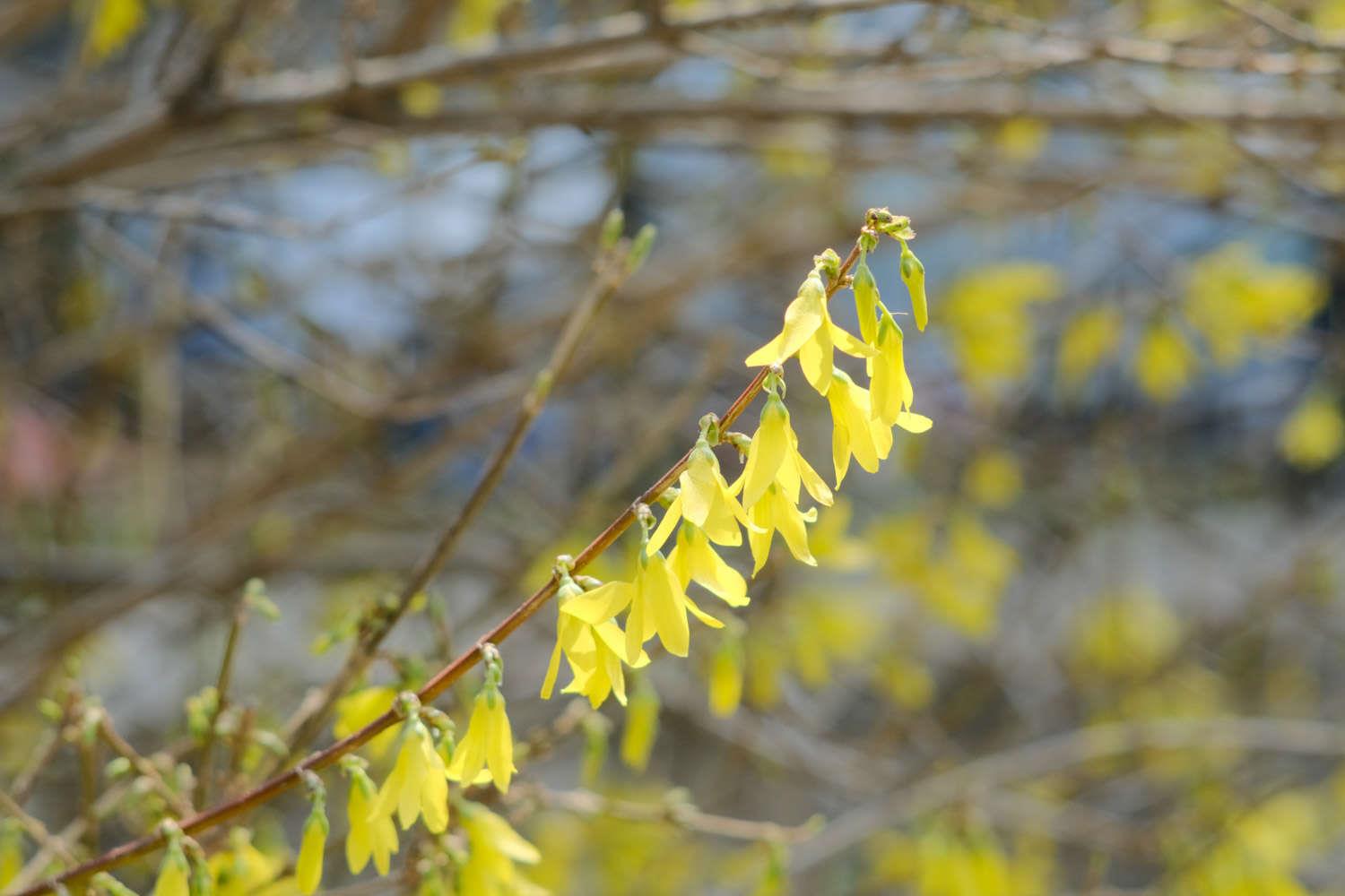 Forsythia