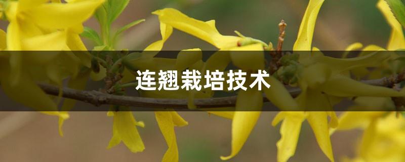 Forsythia cultivation technology, cultivation and management